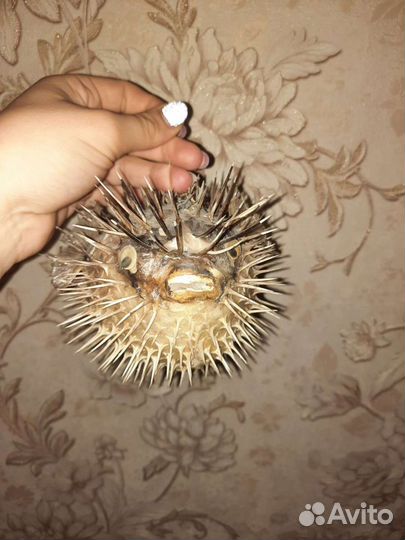 Рыба ёж сувенир, украшения для интерьера