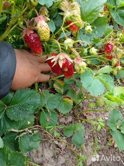 Купчиха саженцы клубники
