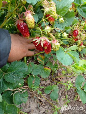 Купчиха саженцы клубники