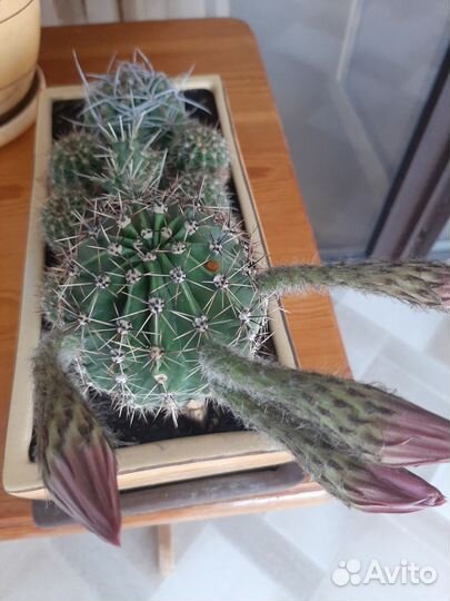 Композиция из кактусов