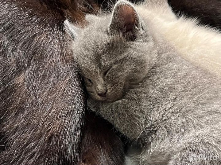 Котята