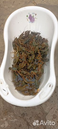 Продам живые раки