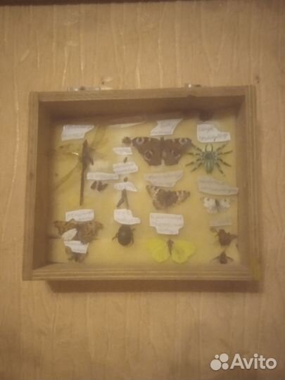 Рамка руками и бабочками для коллекции