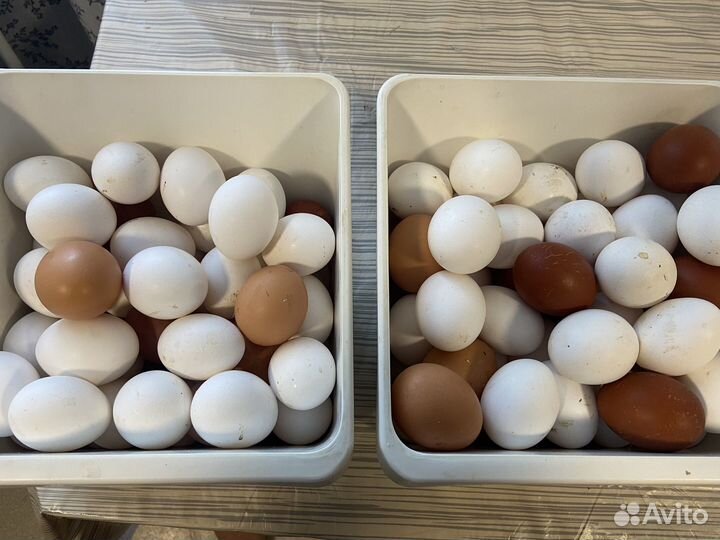 Домашние куриные яйца