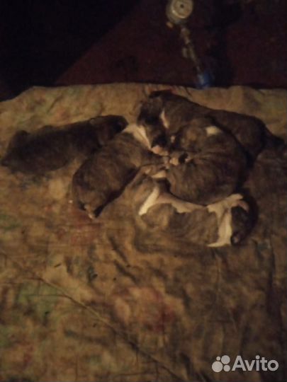 Щенки стафора