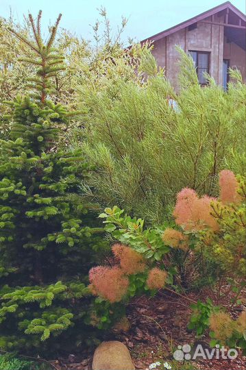 Сортовые сосны, ели, можжевельники