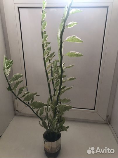 Педилантус, декабрист