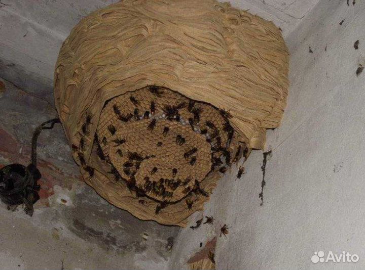 Обработка от ос, шершней, комаров, мошек