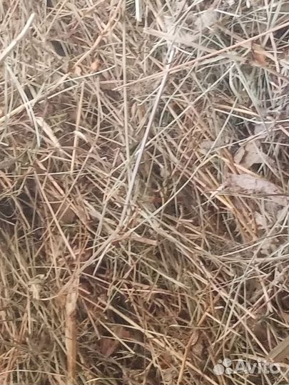 Продам сено разнотравье