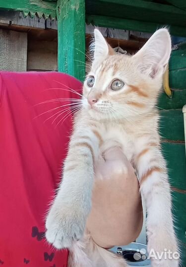 Отдам в добрые руки