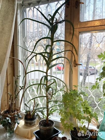 Алоэ лекарственное 4 года