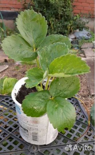 Рассада клубники сортовая