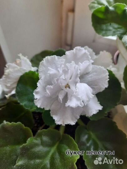 Листочки фиалки