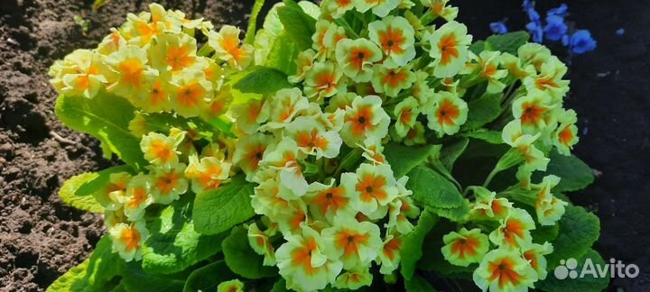 Примулы разных сортов и цветы