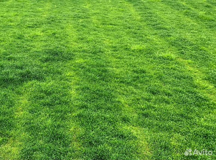 Рулонный газон