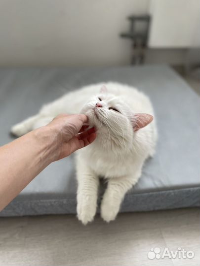 Домашняя передержка кошек