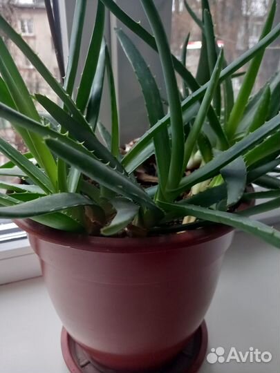 Алоэ, золотой ус