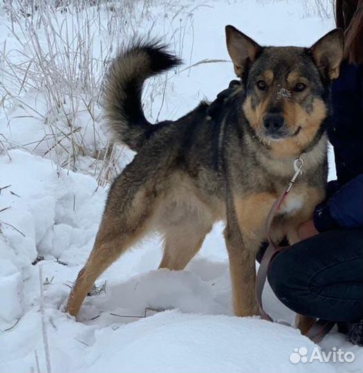 Прогулка с собакой из приюта