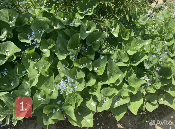 Бруннера, бадан, хосты