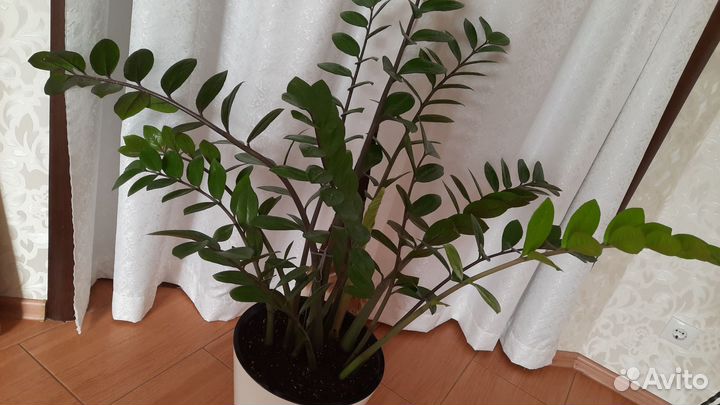 Замиокулькас