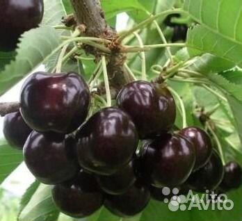 Саженцы плодово-ягодных культур,рассада,цветы