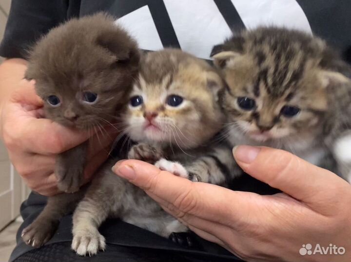 Котята шотландцы