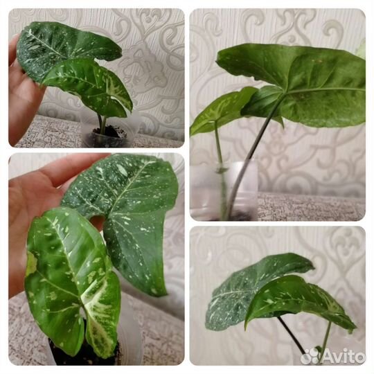 Сингониумы Панда/Фриклес/Баттерфляй