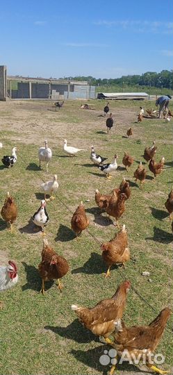 Индоутки на племя