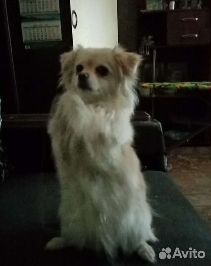 Немецкий шпиц