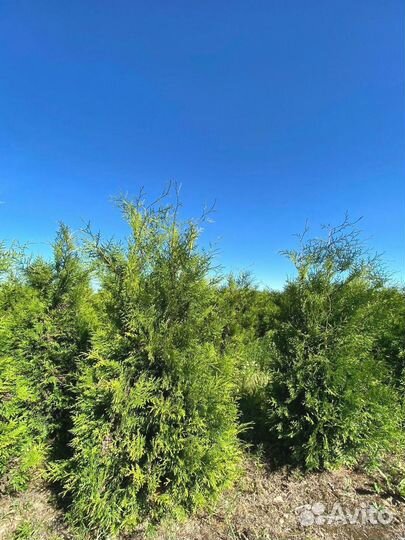 Туя Брабант ком