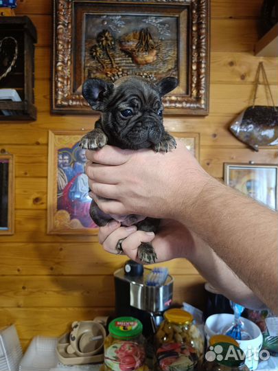 Французский бульдог щенки