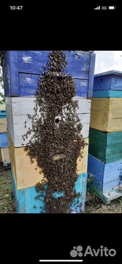 Продам пчел и пасеку