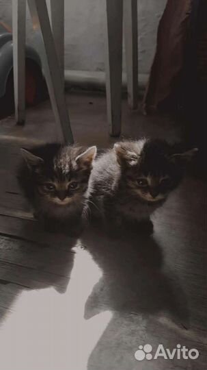 Котята в добрые руки 1 месяц