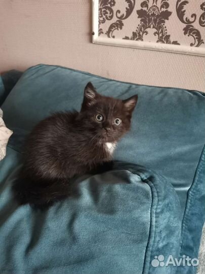 Кошки в добрые руки бесплатно