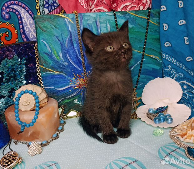 Ласковая девочка в добрые руки