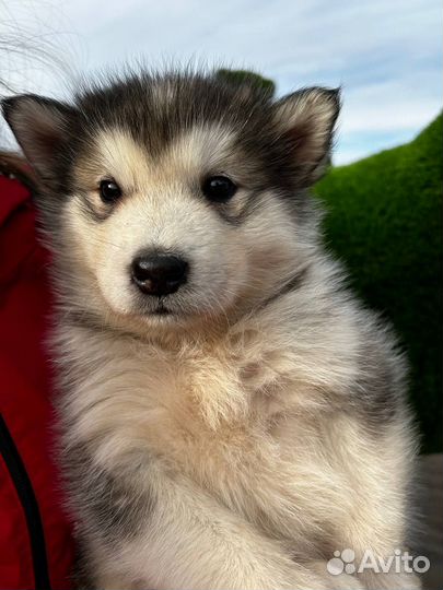 Аляскинский маламут