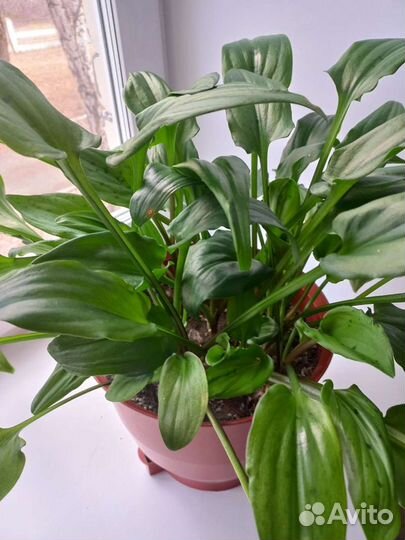 Дримиопсис