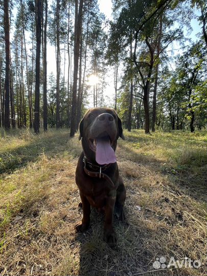 Шоколадный лабрадор вязка
