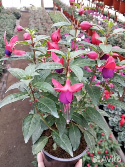 Каланхое, Примула, фуксии, азалия, цинерария