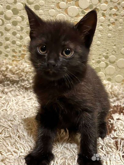 Кошки в добрые руки бесплатно