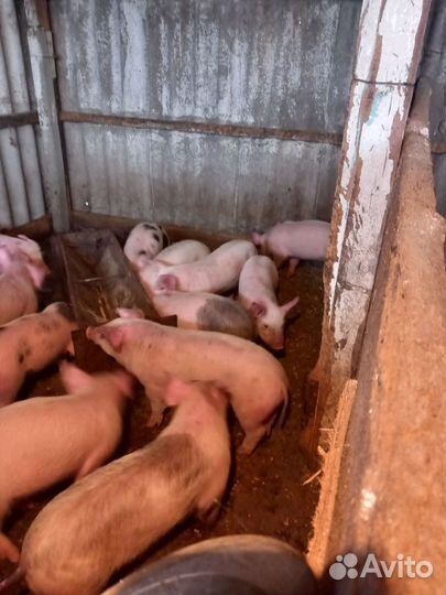 Поросята