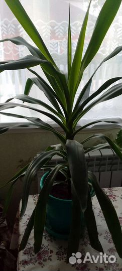 Комнатные цветы юкка
