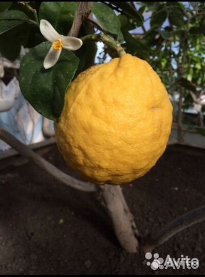 Продаются саженцы, деревья, экзотические растения