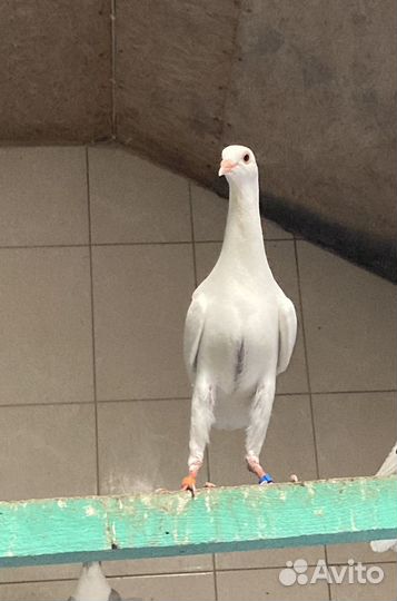 Голуби Мальтийские курочки