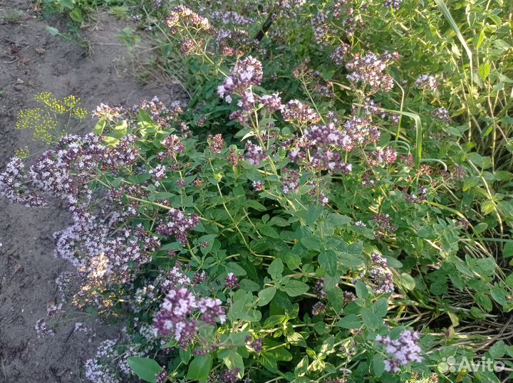 Душица, мята, мелисса