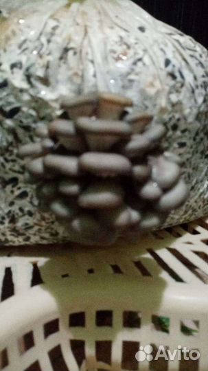 Мицелий вешенки зерновой