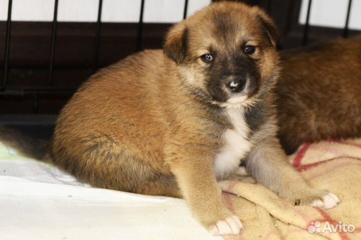 Щенок в добрые руки