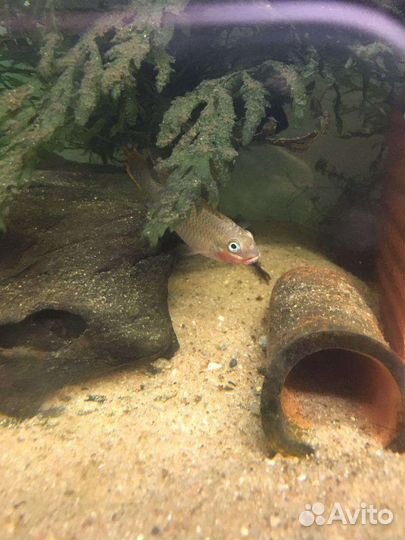 Аквариумные рыбки P.T. Nigeria Red