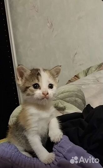 Кошка в дар