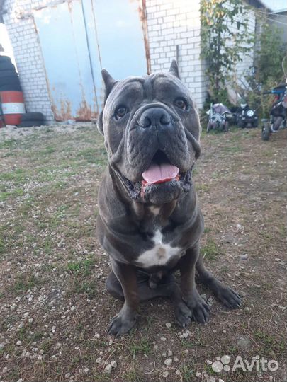 Ищем девочку Кане Корсо для случки